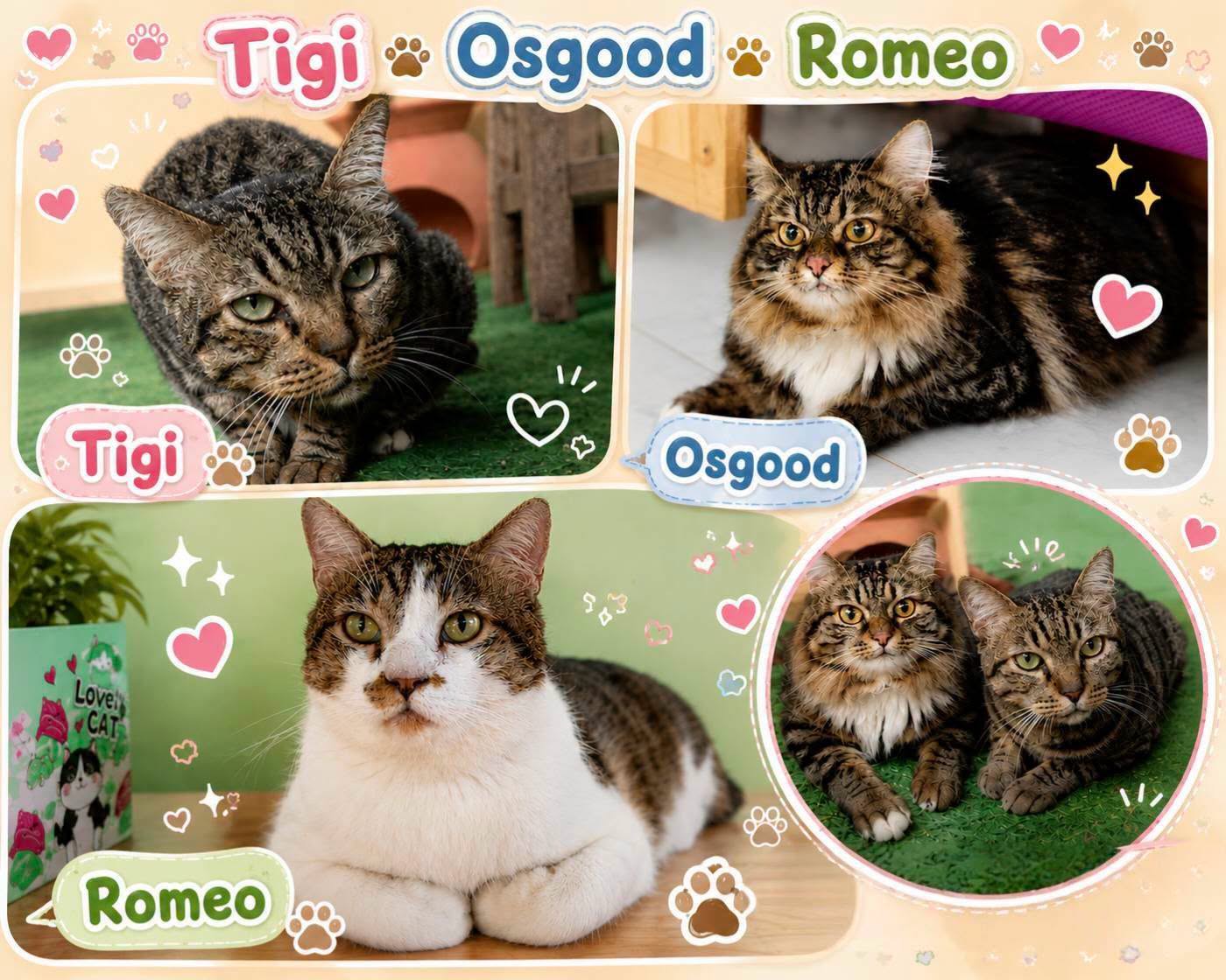 Tigi, Osgood and Romeo — happy cat guests at Doggy & Cat Paradise