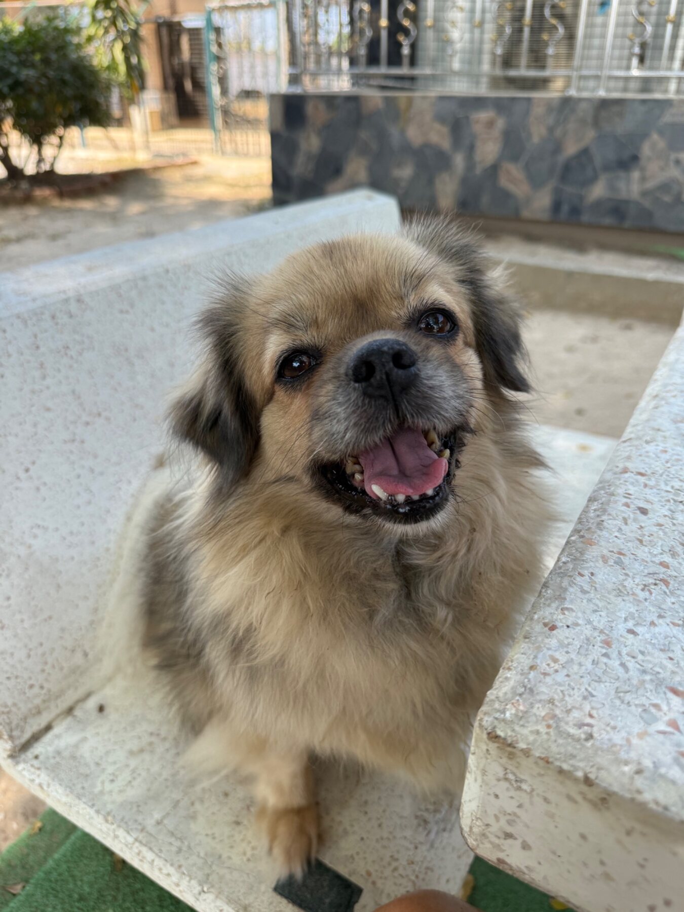 Happy small dog enjoying a stay at Doggy & Cat Paradise