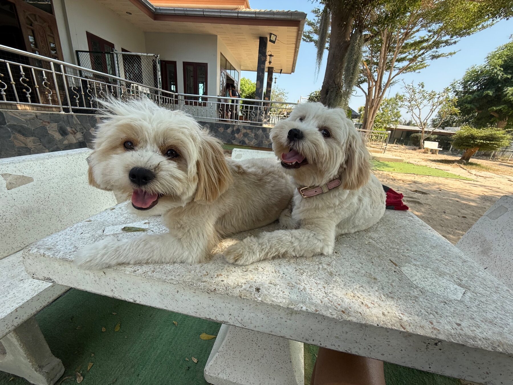 Two relaxed dog guests on the shaded terrace
